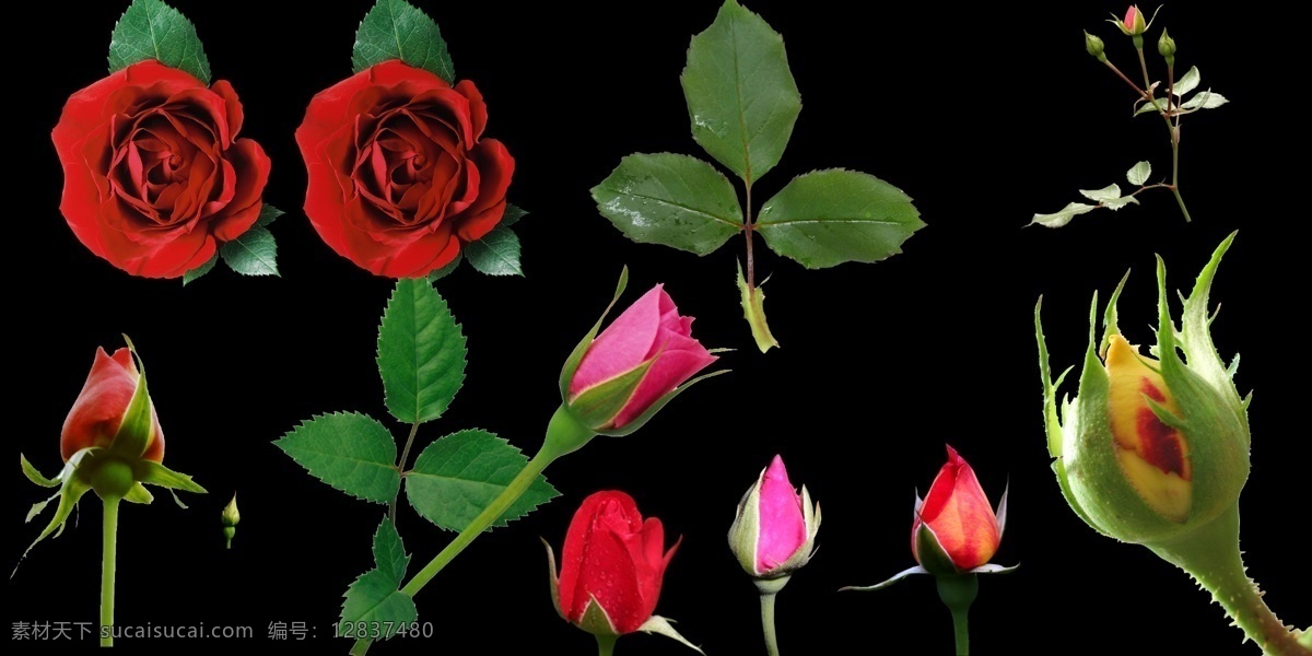 玫瑰花和叶子 单粒珍珠 点缀素材 粉红珍珠 金珍珠 白珍珠