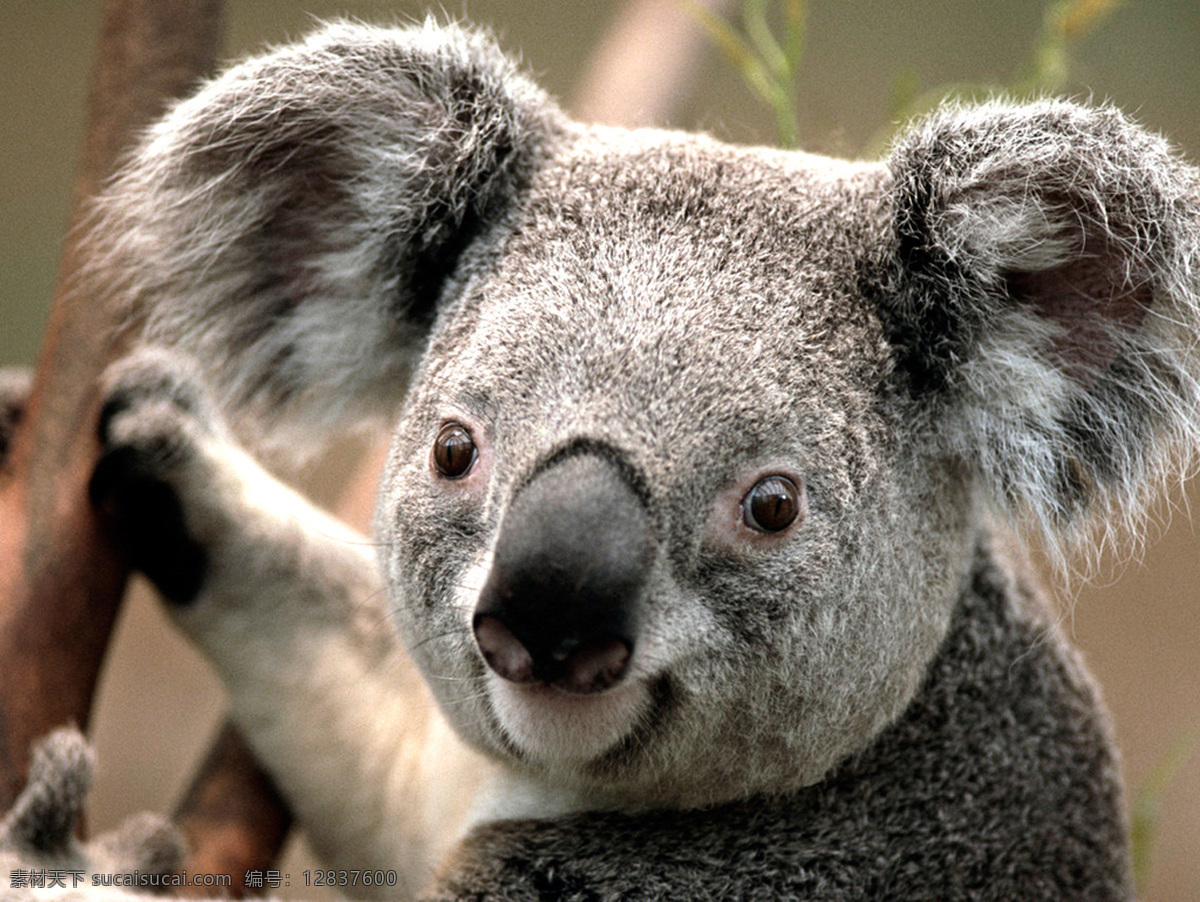 考拉 野生动物 高清 草原动物 动物摄影 生物世界