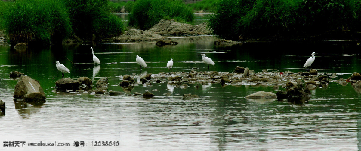 白鹭 栖息 石头 河水 草 河边风景 自然风景 自然景观