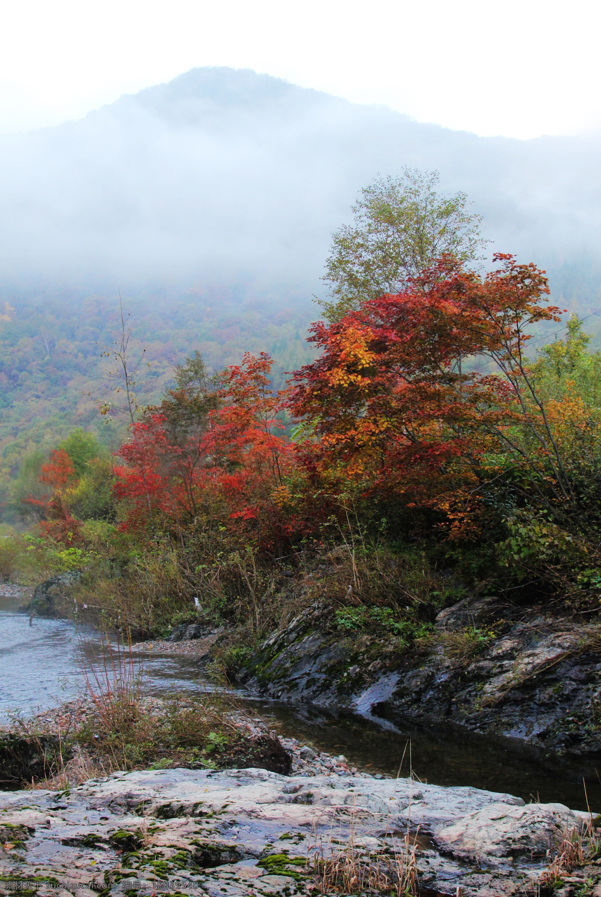 薄雾红颜 红叶 秋水 薄雾 晨雾 枫叶 树木 河流 小溪 本溪风光 自然风景 自然景观