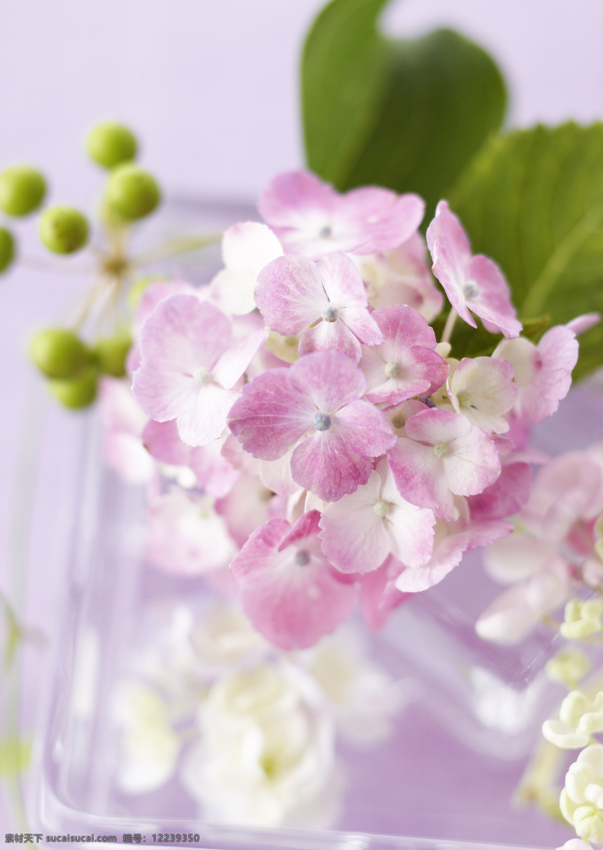 微 距 小花 粉色 花丛 静物 微距 鲜花 阳光