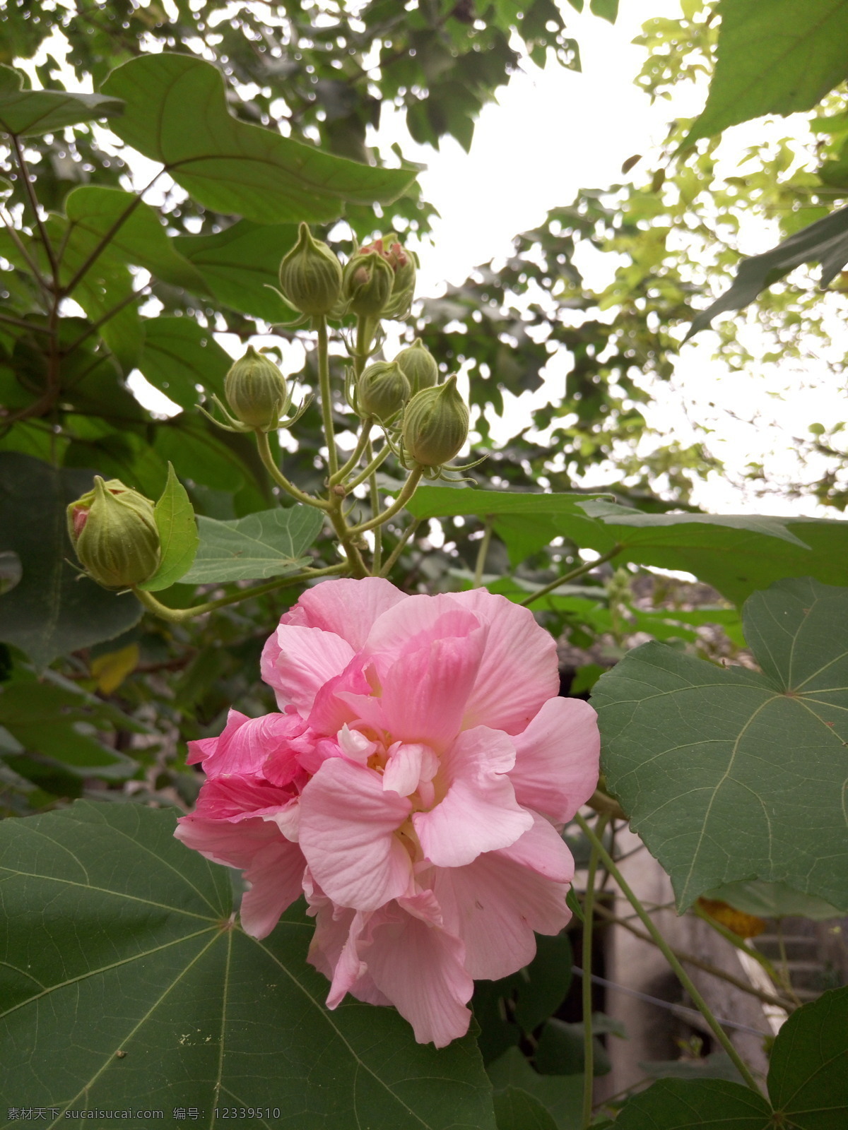 芙蓉 蓉城 芙蓉花开 自然景观 自然风景 木芙蓉 木芙蓉花 芙蓉花 植物花卉 花卉摄影 花卉素材 生物世界 花草