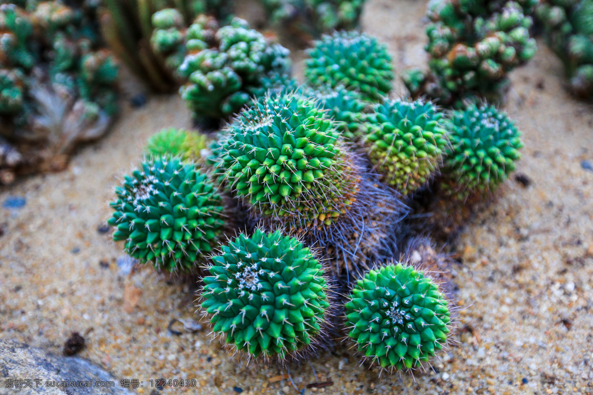 华南植物园 植物园 园林园艺 自然保护 自然景观 植物 仙人球 自助游 国内旅游 旅游摄影 生物世界 花草