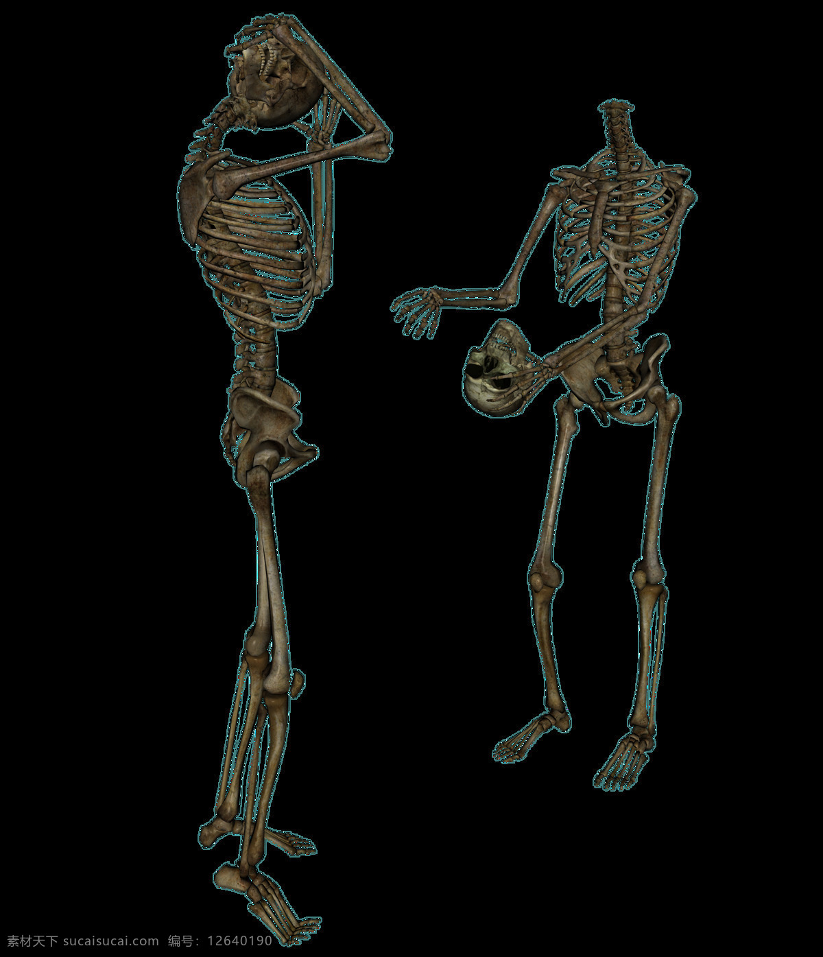 人体 形态 骨架 免 抠 透明 图 层 人体骨架子 人体骨架腿 人体骨架线图 人体骨架图解 胁 骨 人体骨架画 人体形态骨架 模型 图解