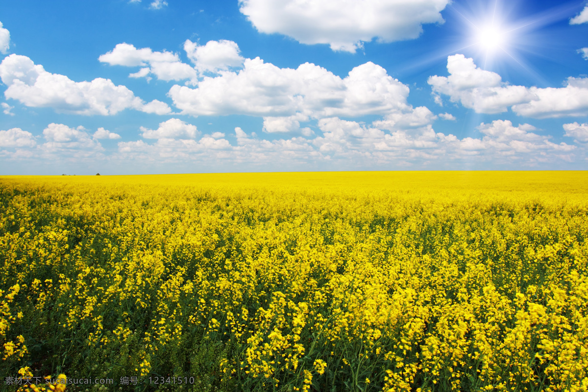 油菜 田园风光 油菜花 田园 黄色花朵 花海 蓝天白云 自然风景 高清图片 摄影图片 风景图片