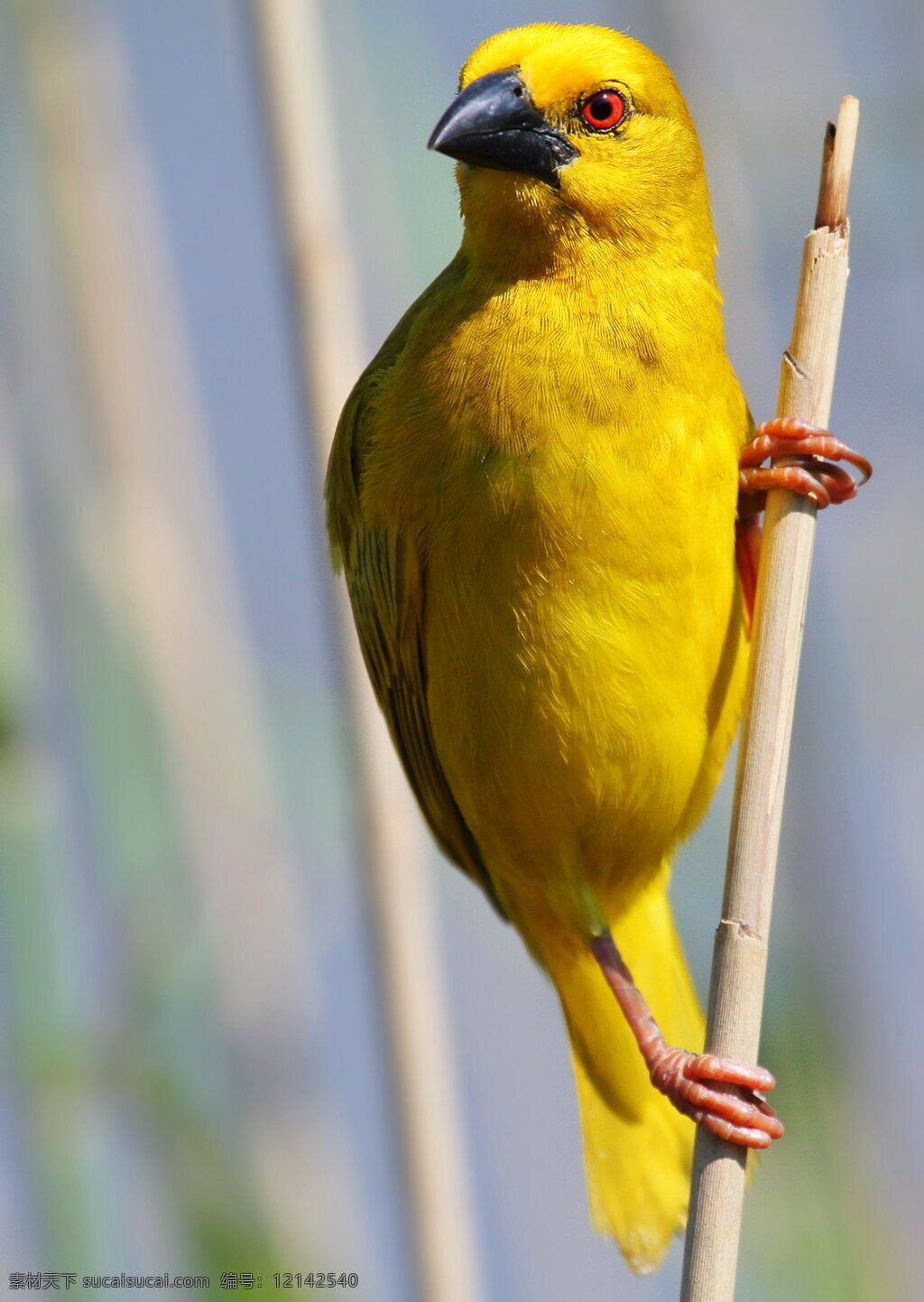 黄色小鸟 黄色 小鸟 尾巴 羽毛 羽翼