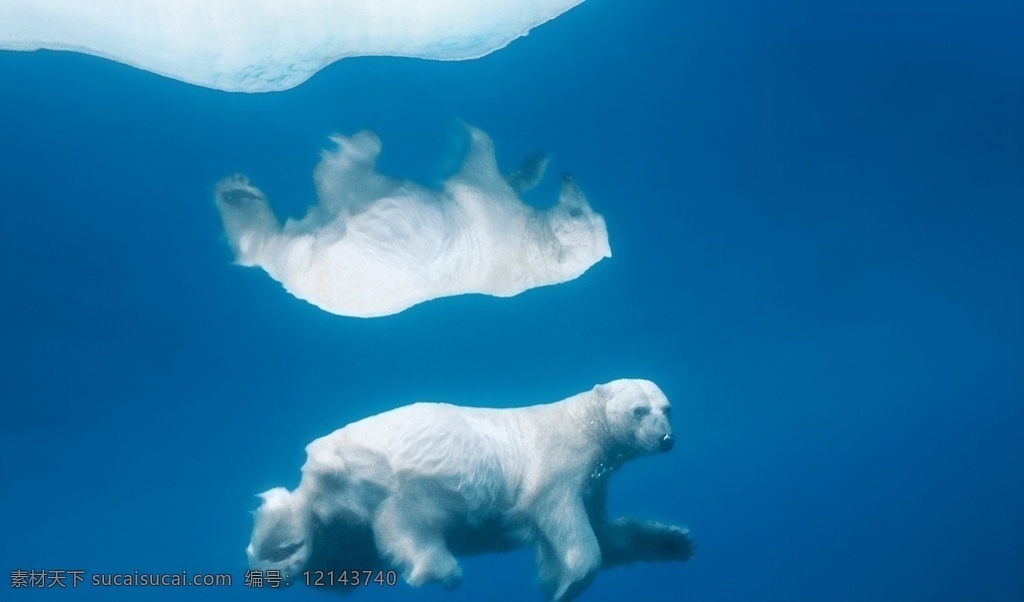北极熊图片 北极 北极熊 大西洋 南极 北冰洋 自然景观 山水风景