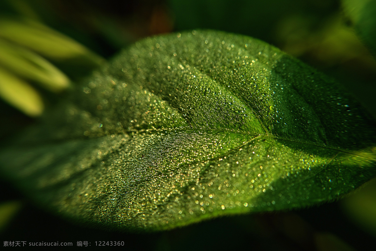 大自然 摄影图库 生物 生物世界 树木树叶 水滴 水珠 植物 朝露 景觀 景象 樹葉 psd源文件