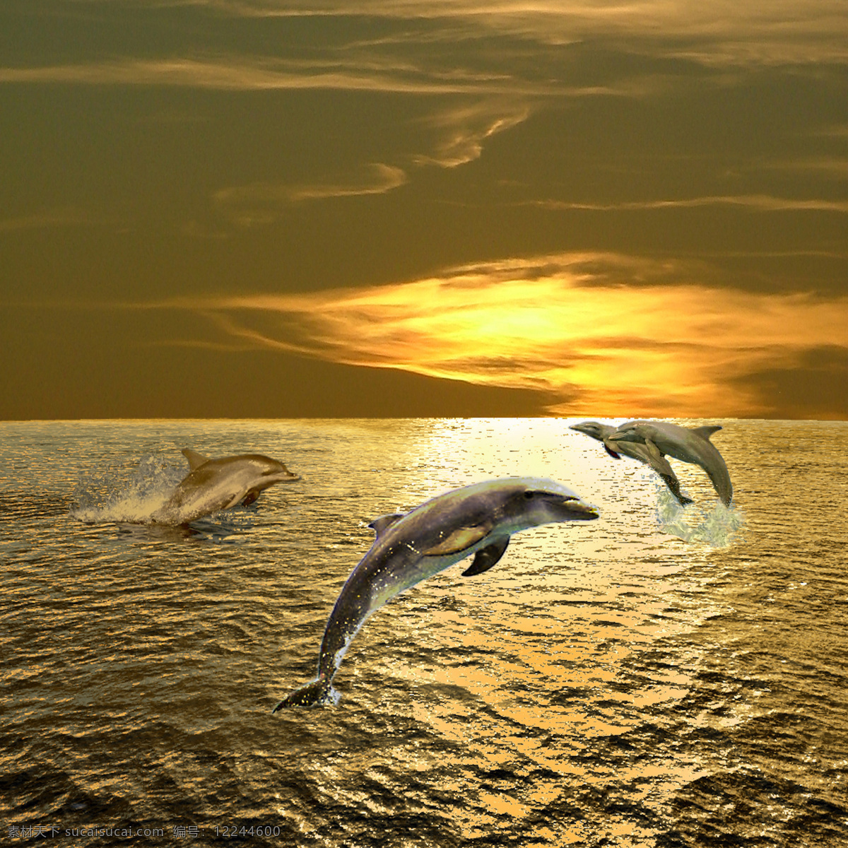 四 跳出 海 面的 海豚 跳跃的海豚 天空 蓝天白云 海洋 大海 浪花 海面 四个海豚 跳跃 高清图片 水中生物 生物世界