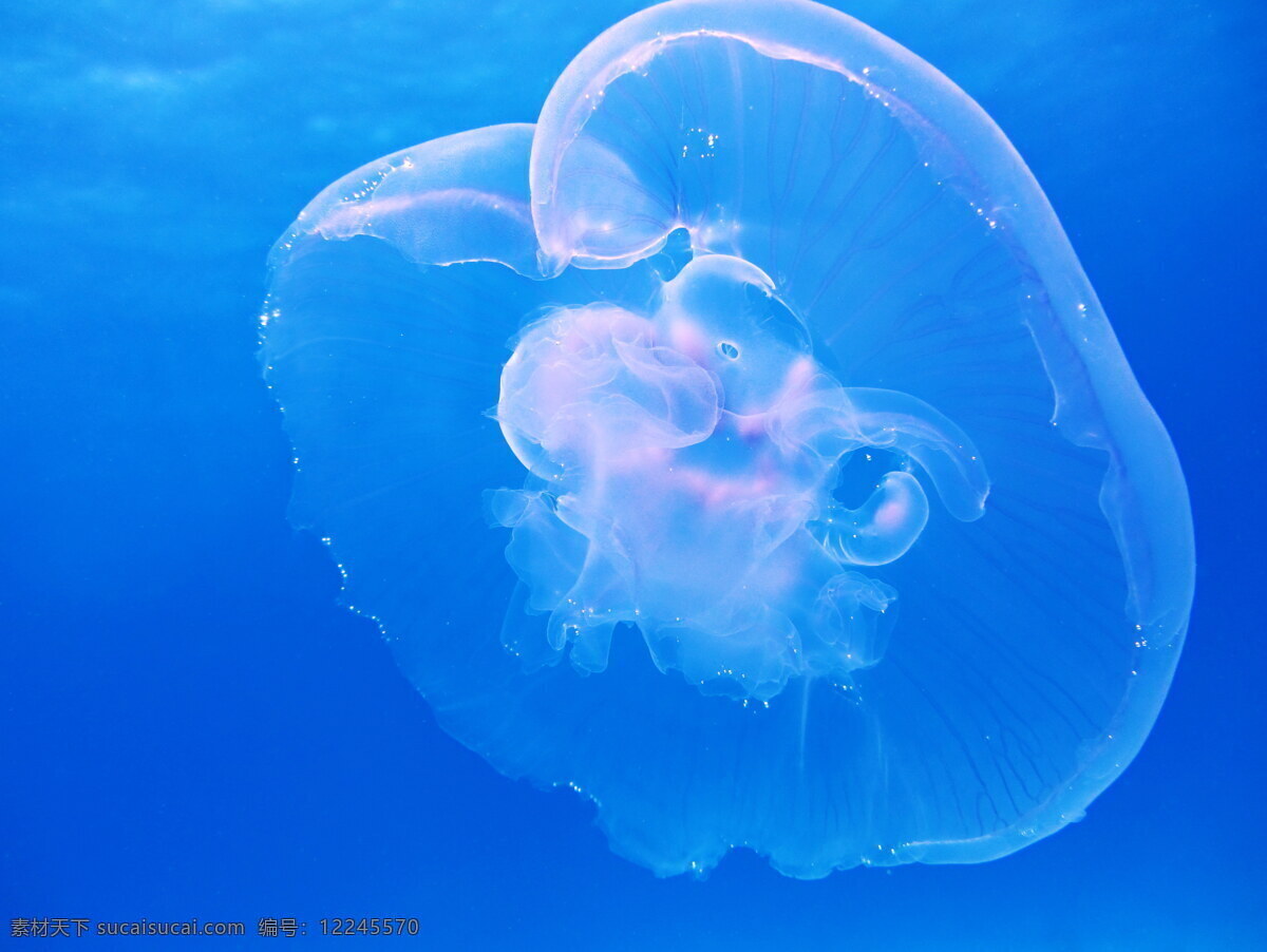 海底 海月水母 水母 海蜇 伞状 透明 刺胞动物