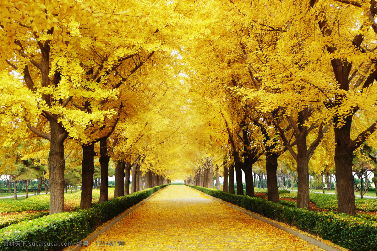 金色大道摄影 金色 黄色 树叶 枫叶 银杏叶 黄叶 落叶 树木 草地 草坪 道路 高清风景系列 自然景观 自然风景