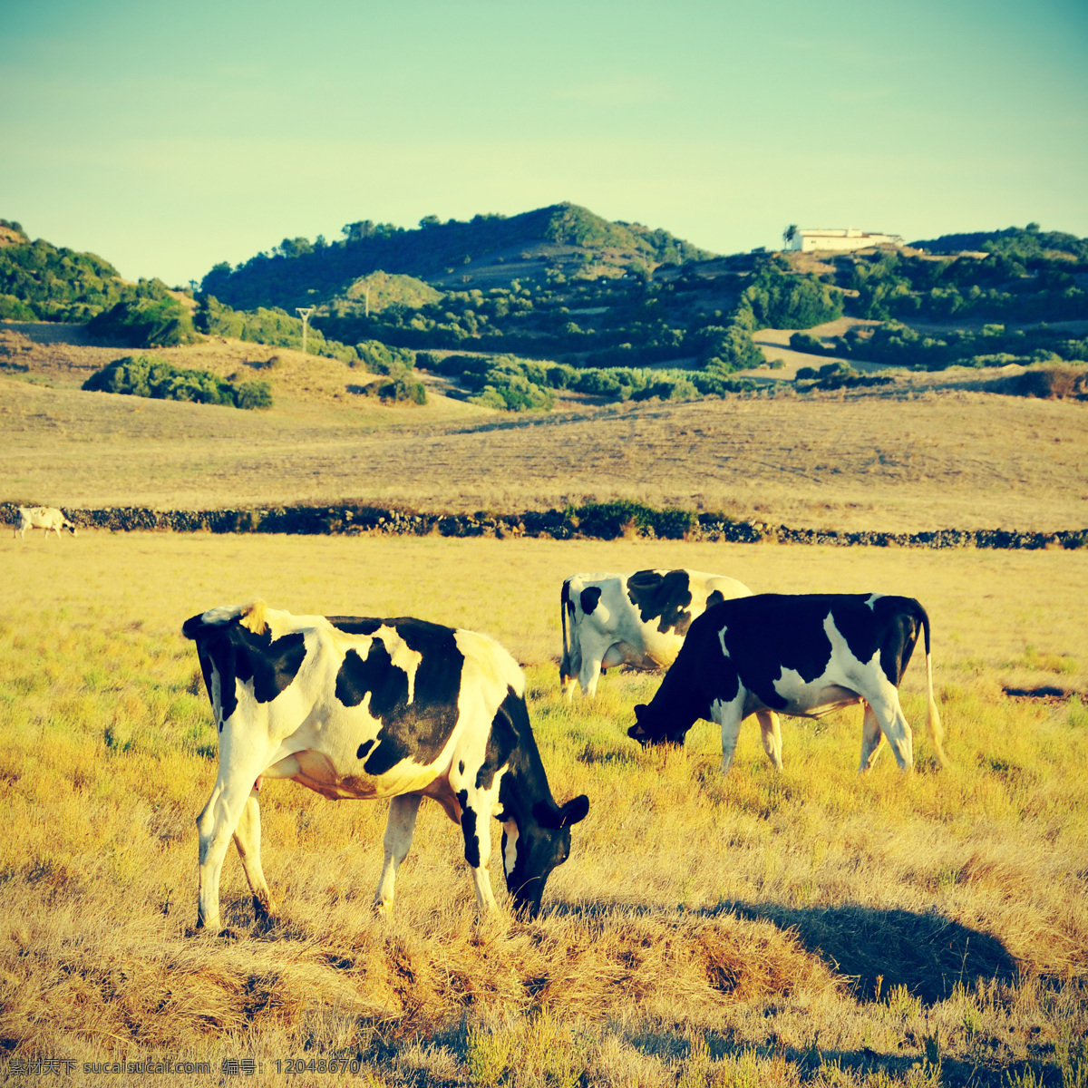 吃 草 牛 吃草的牛 动物 草地 高山 天空 山水风景 风景图片