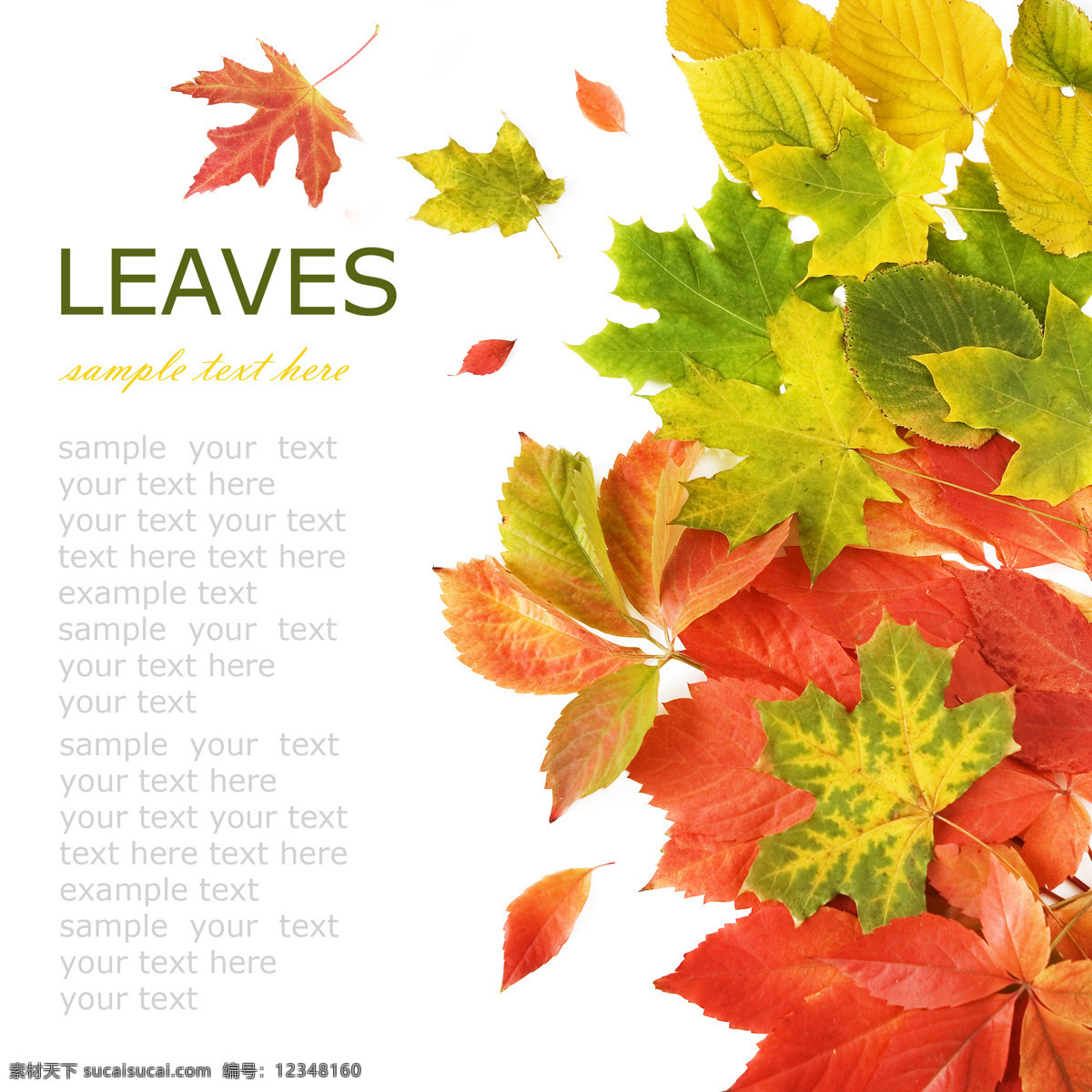 秋天落叶背景 季节 秋天 落叶 飘落 掉落 散落 花草树木 生物世界 白色