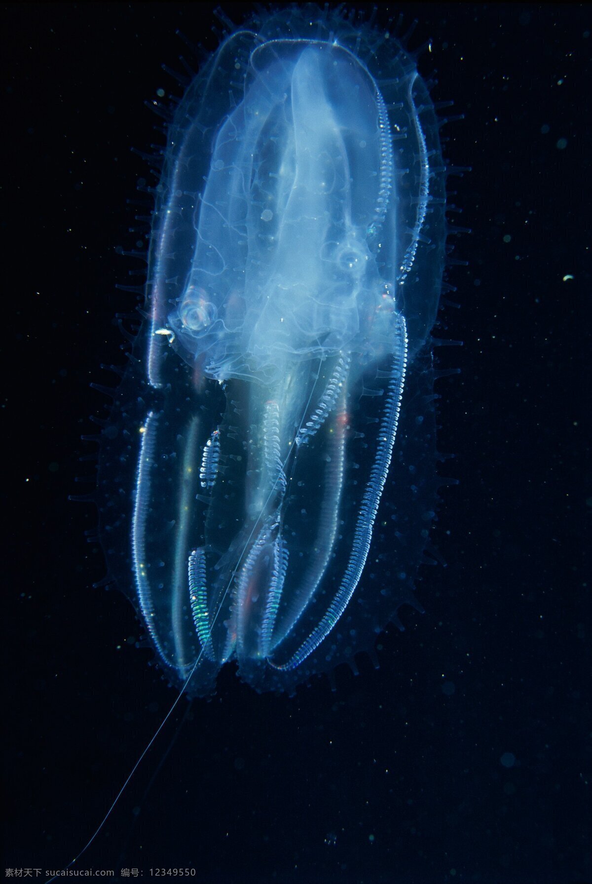 水母 海洋生物 水生物 鱼虾 贝类 水 生物 生物世界