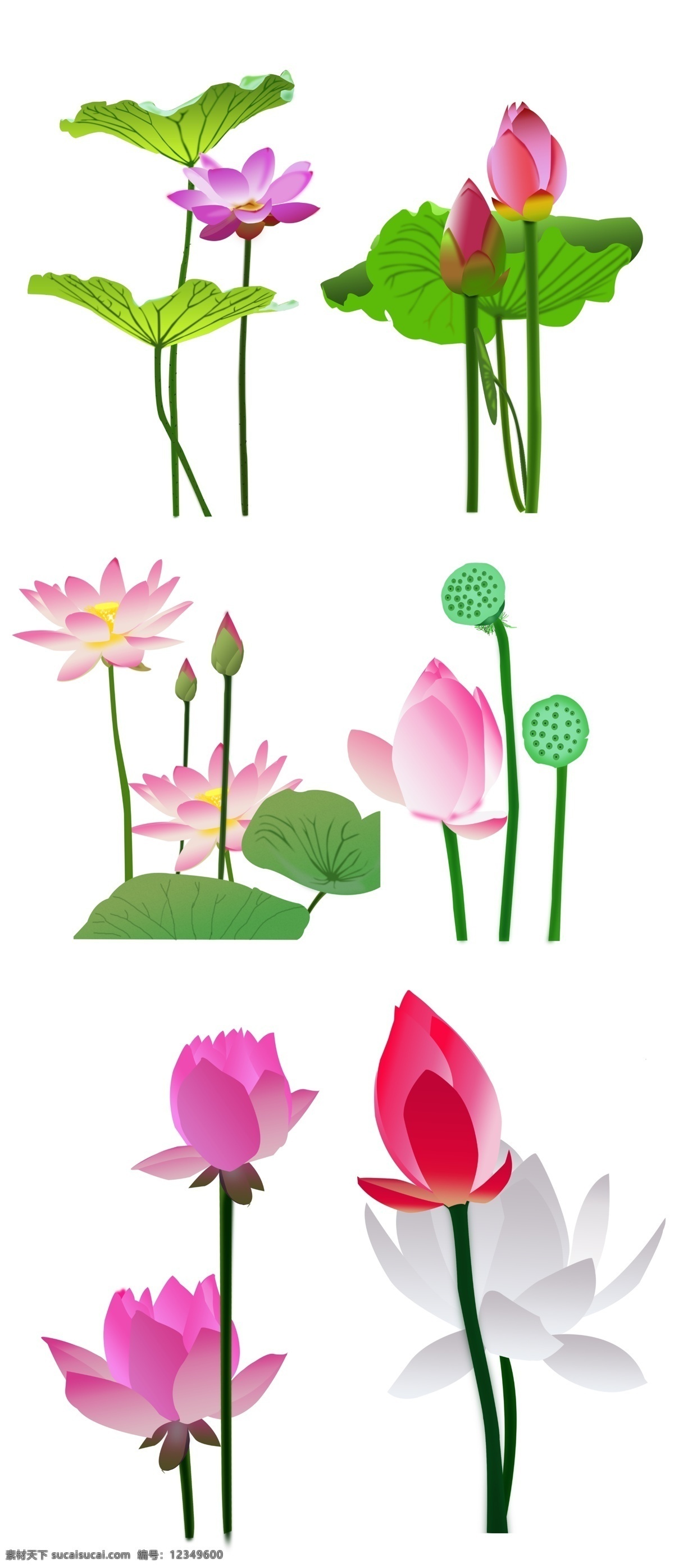原创 鼠 绘 荷花 荷叶 元素 春天 花朵 绿色 花 春季 赏花 花季 三月 四月 池塘 莲蓬 莲子 花元素 设计元素 夏天 夏天设计元素 节日元素