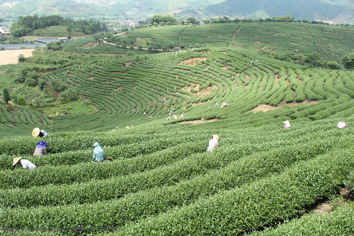 茶山 茶叶 绿色 山 蓝天 采茶女 田园风光 自然景观