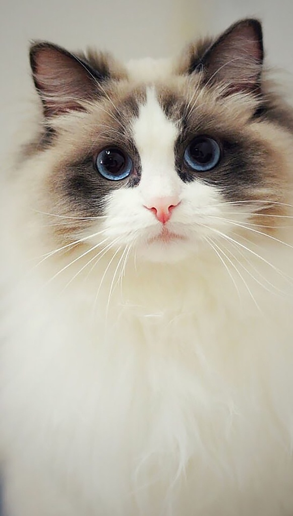 猫图片 猫 猫咪 小猫咪 公猫 母猫 猫素材 猫图片素材 猫儿 英短 布偶猫 英短猫 花狸猫 猫科动物 动物 灰猫 白猫 宠物猫 宠物
