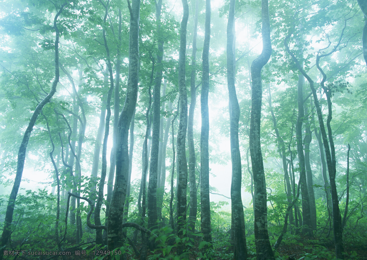 树林图片 森林树木 树林风景图片 树林高清图片 树木树叶 植物素材 生物世界 高清图片 花草树木