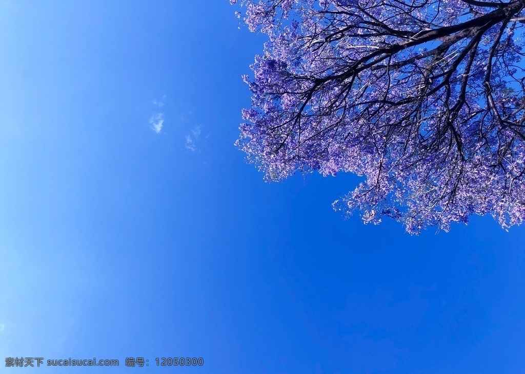 蓝花楹 蓝花 蓝色 树 花 紫花 紫 天空 花树 花草树木 生物世界 树木树叶