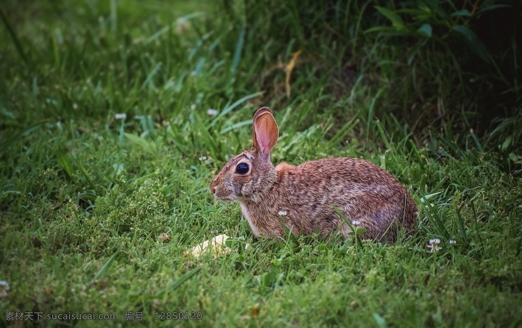 兔子图片 兔子 野兔 灰兔 哺乳动物 草原兔 长耳朵 毛绒绒 动物 生物世界 野生动物