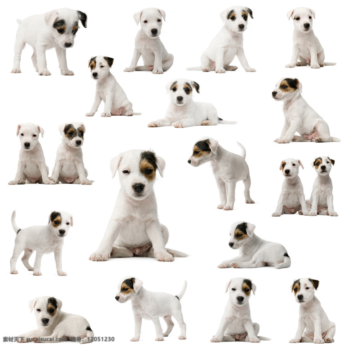 可爱 小狗 狗 大全 白色小狗 小狗写真 白色狗狗 高清图片 分辨率 尺寸 像素