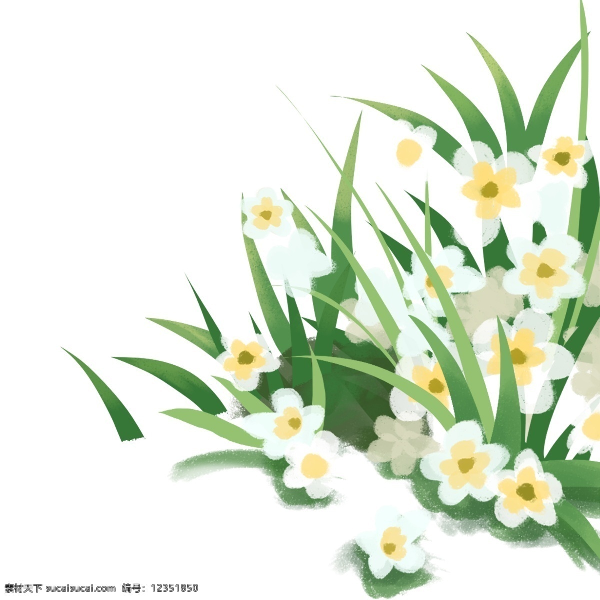 白色 花朵 花草 装饰 植物 绘画 插画元素 设计元素 卡通 彩色 简约 小清新 精致