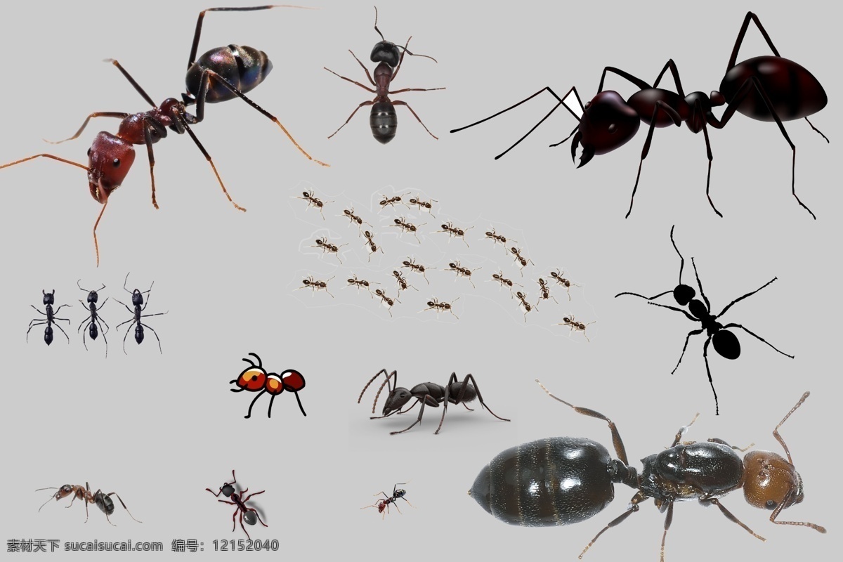png素材 透明素材 蚂蚁搬家 黑蚁 白蚂蚁 小蚂蚁 大蚂蚁 昆虫 节肢动物 动物 小昆虫 非 原创 透明 合 辑 分层