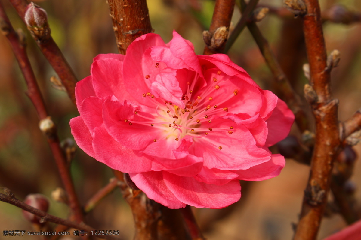 美丽桃花 桃花 桃花运 植物 花园 桃红 美丽 花朵 桃花园 春天 花香 花瓣 微距摄影 开花 花草 生物世界 红色