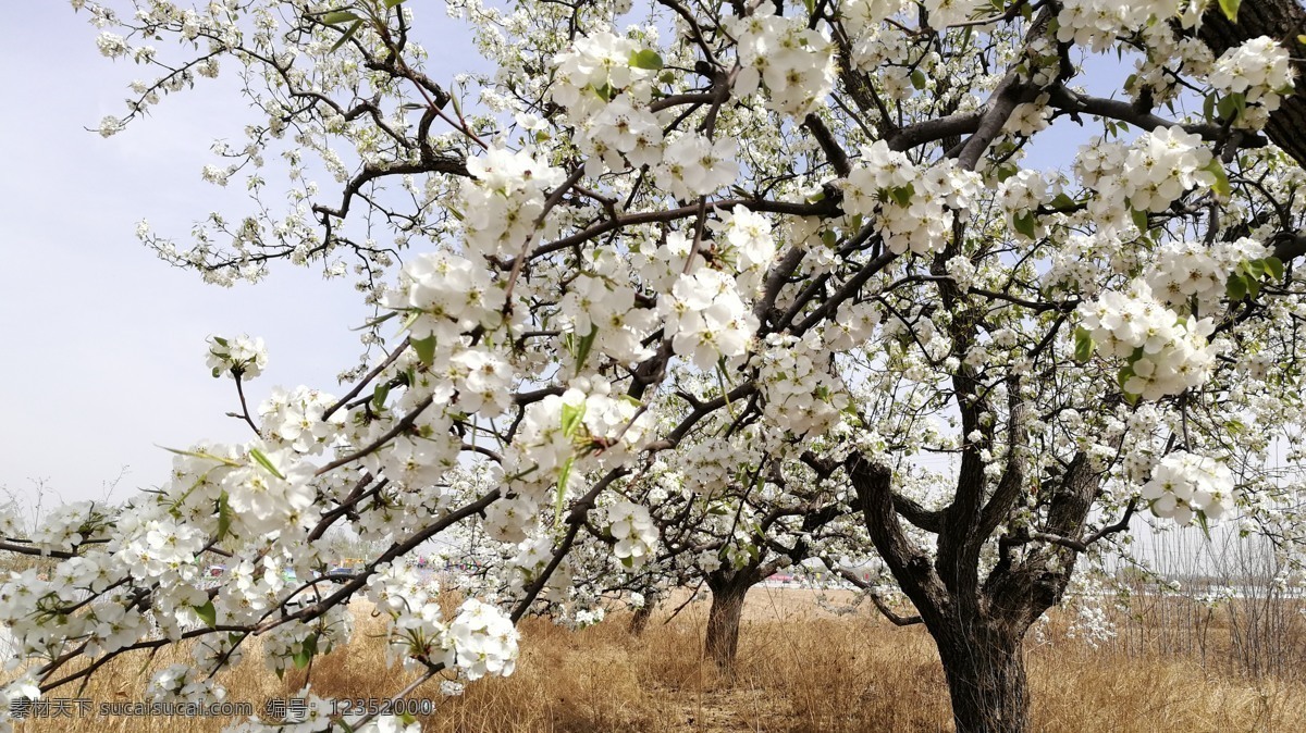 梨花 天空 春暖花开 古树 春天 花朵 生物世界 花草
