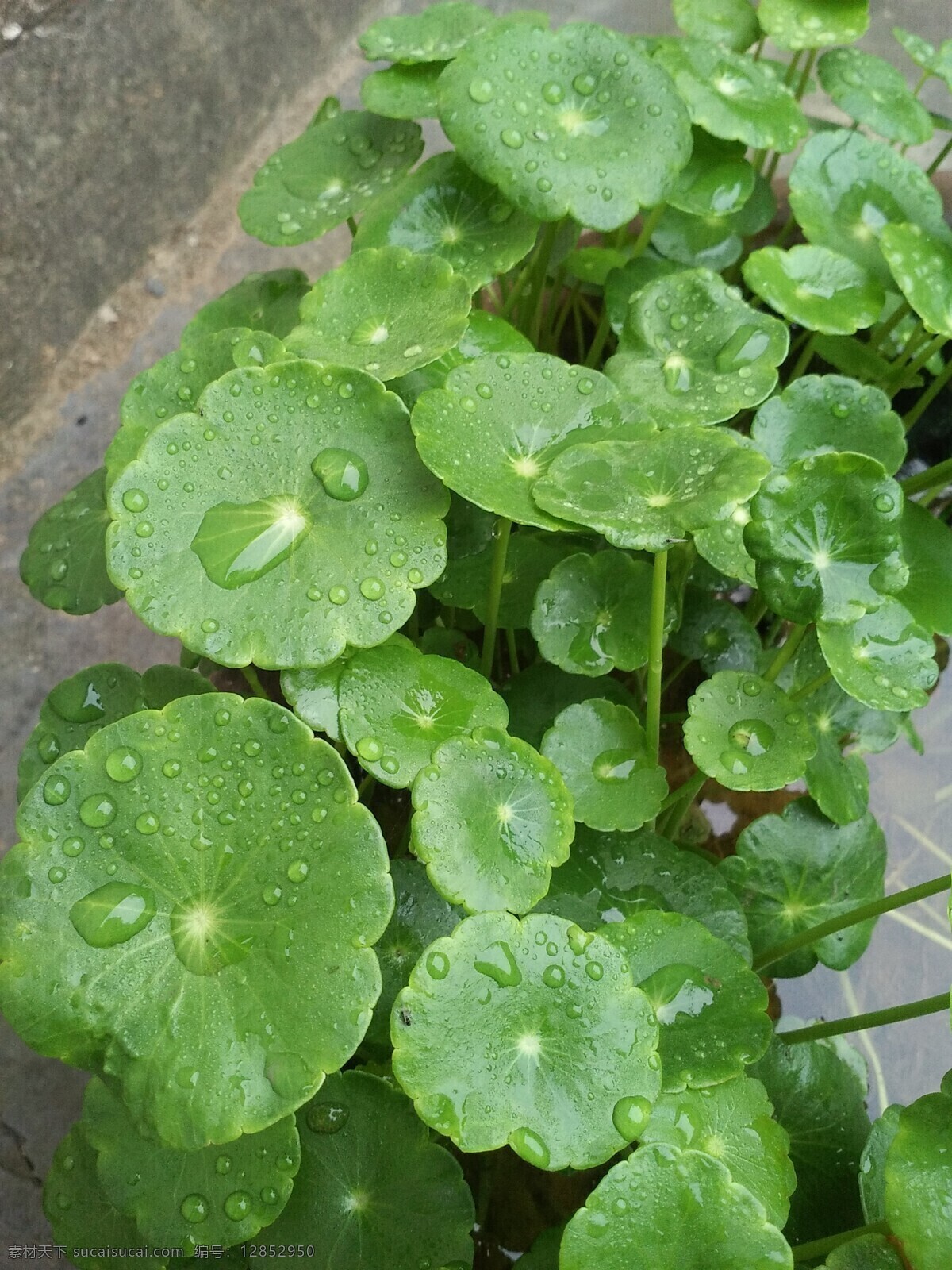 金钱草 绿色 植物 原生态 圆叶子 生物世界 花草