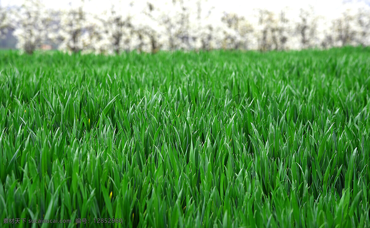 麦苗 麦田 小麦苗 绿色 春天 植物 麦地 庄稼 生物世界 花草