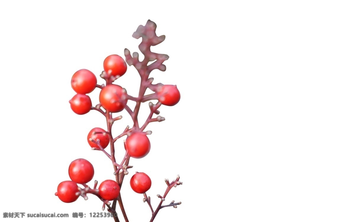 冬季 圣诞 红果 植物 红色 果实 冬天 冬天果实 红色果实 红色植物 冬季植物 圣诞红果