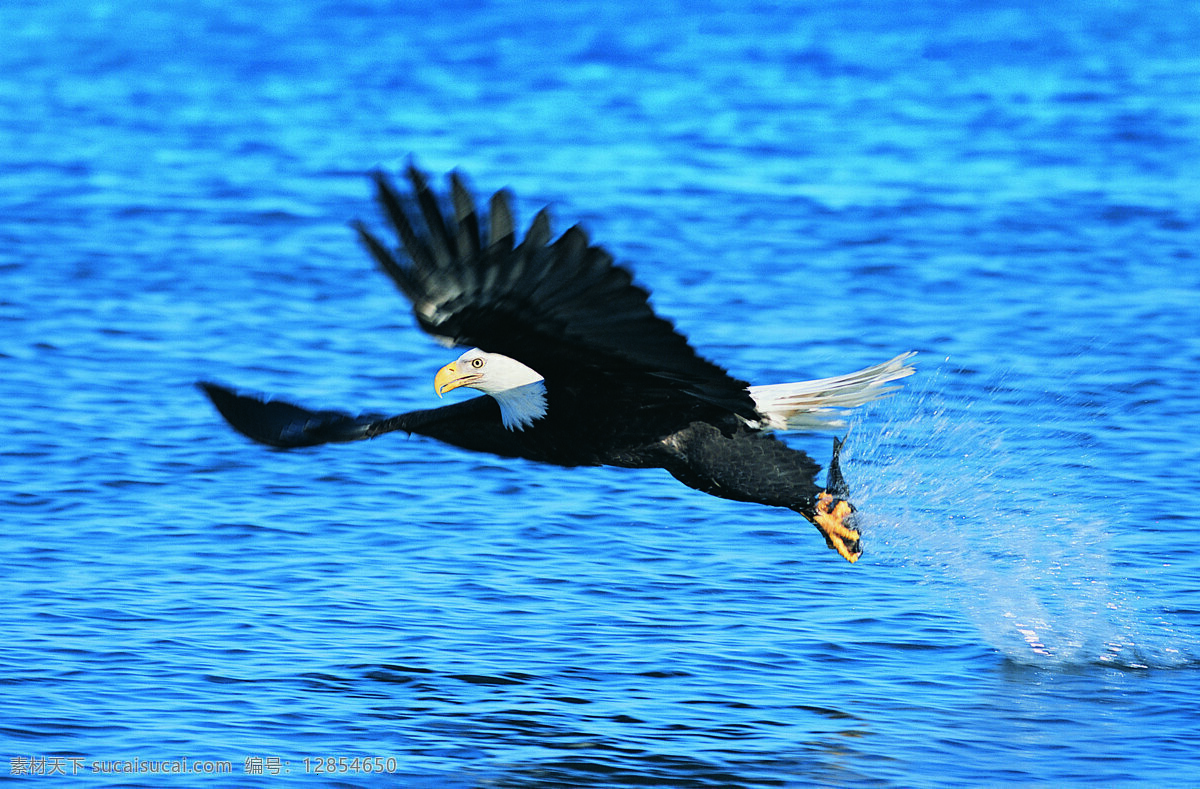 正在 捕食 老鹰 动物 野生动物 鸟类 飞过 水面 空中飞鸟 生物世界