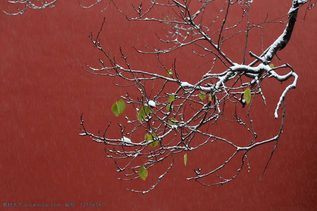 北京故宫 大雪 大雪无垠 白色的冬天 雪 暴雪 松树 雪松 北国风光 雾凇 树林 雪景 冰雪 旅游摄影 国内旅游
