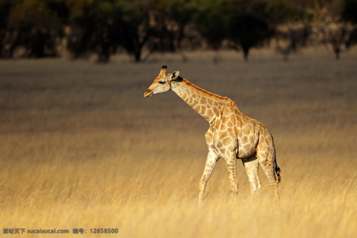 非洲 草原 上 长颈鹿 动物世界 动物摄影 非洲草原动物 陆地动物 生物世界
