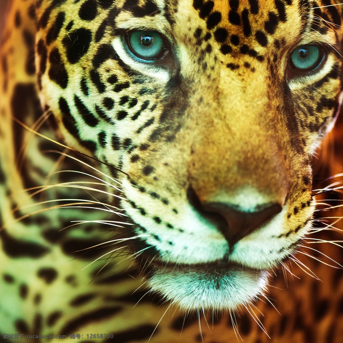 豹子头部特写 野生动物 豹子头 动物摄影 动物世界 陆地动物 生物世界 黑色