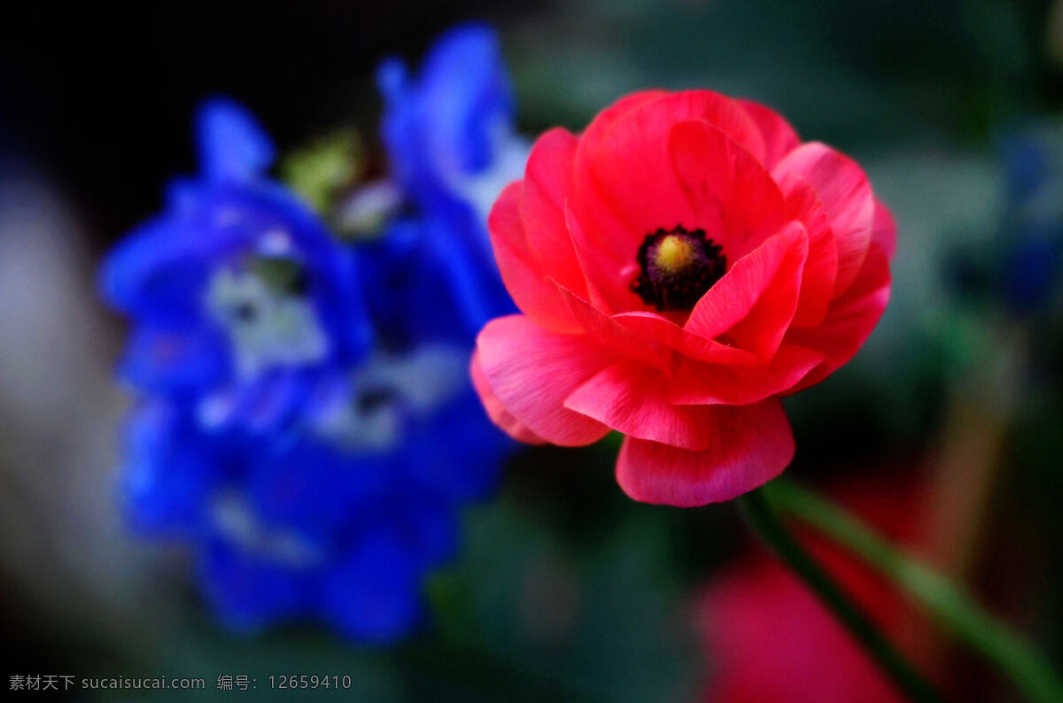 高清 红色 虞美人 看罂粟 红色花朵 红花 鲜花