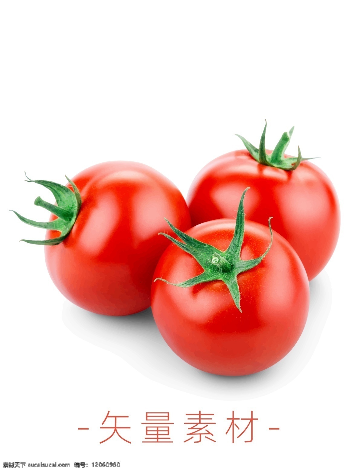 番茄 西红柿 蔬菜 矢量 高清矢量 矢量素材 水果 分层