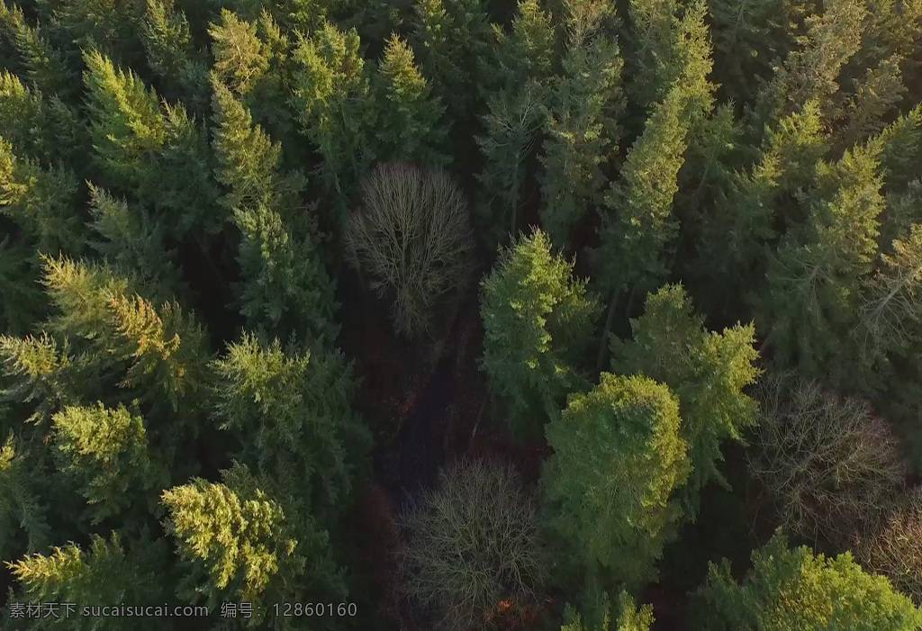 航拍 森林 视频 绿色 自然