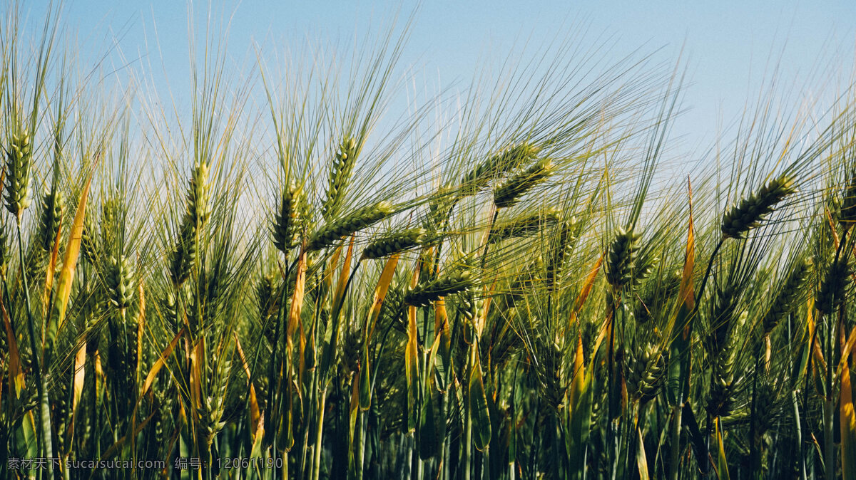 翠绿 生长 小麦 翠绿的小麦 麦子 麦田 麦地 麦穗 青青的麦子 农作物 庄稼 小麦地 农产品 粮食作物 生物世界 其他生物