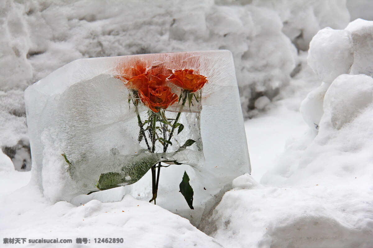 高清冰冻花卉 冰冻 花卉图片 高清 花卉 冰冻花卉 冰冻鲜花 冰冻花 花朵