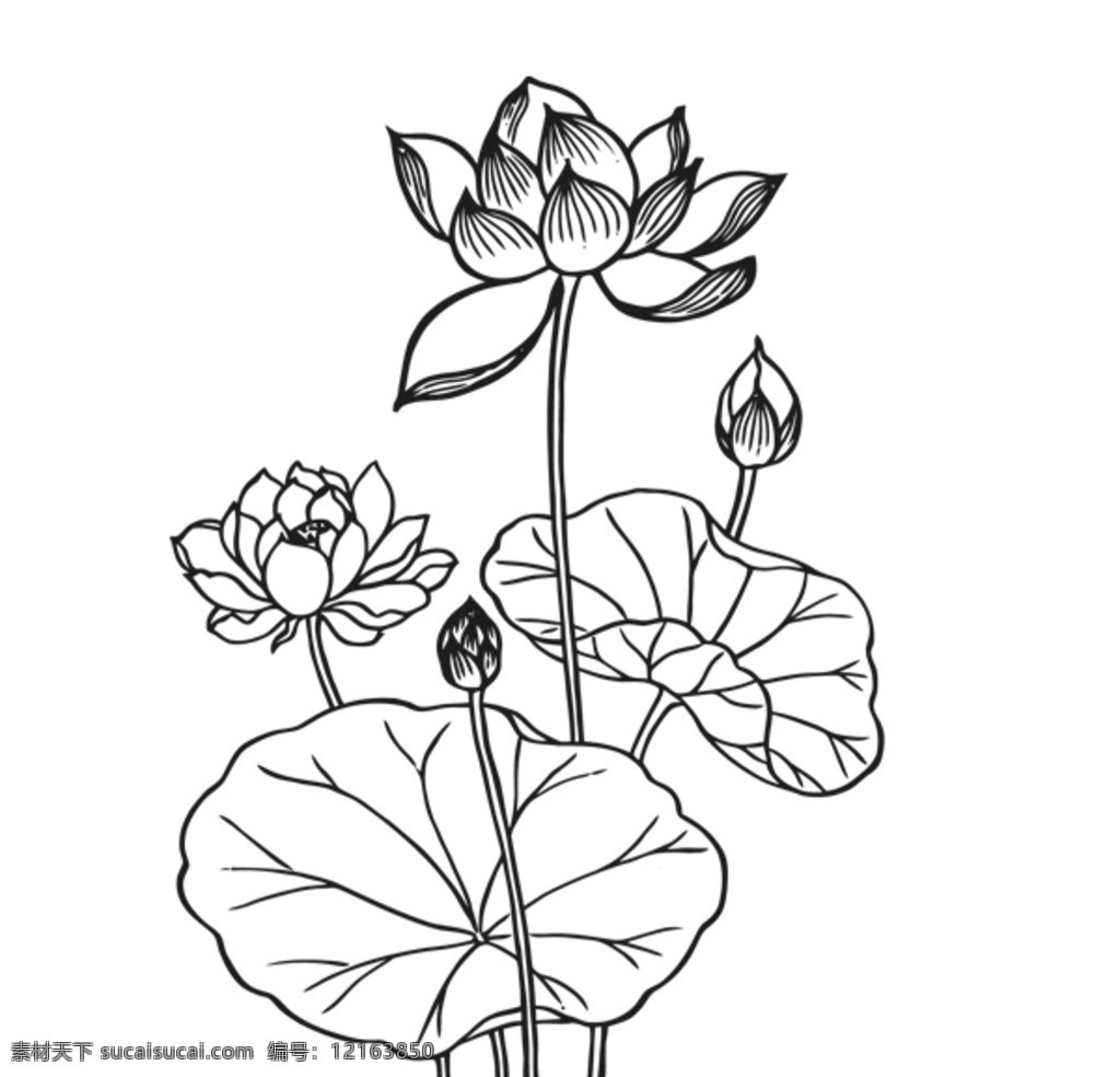 花 矢量图 荷花 线描 背景 底纹花边 黑白 植物 底纹边框 背景底纹