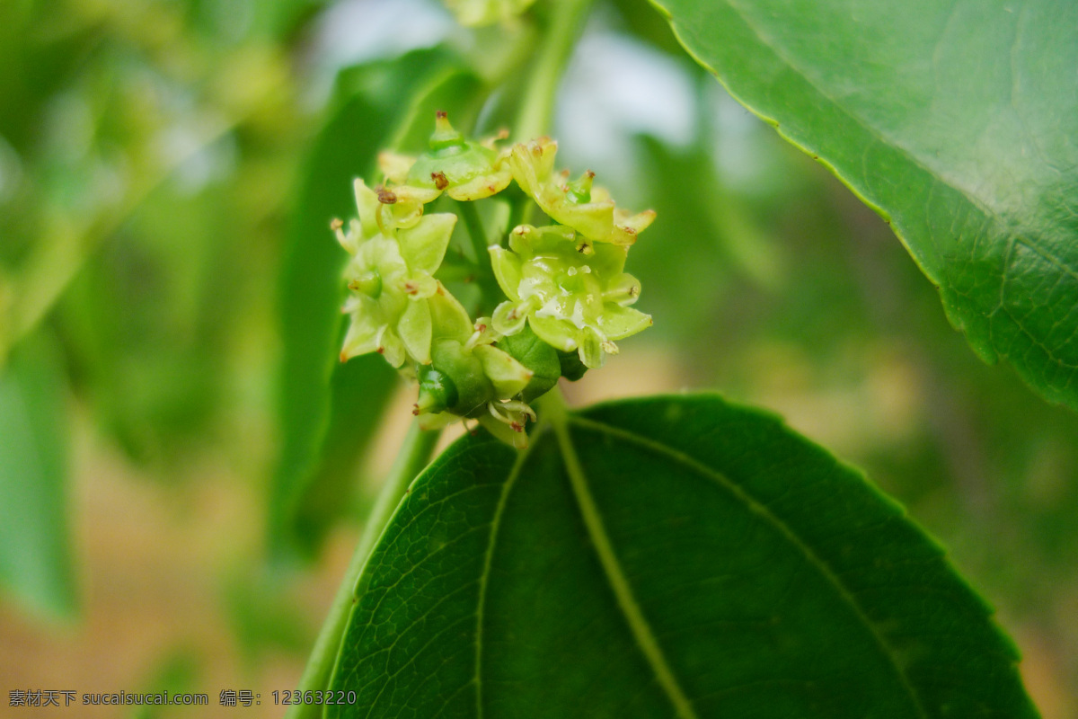 枣花溢香 枣花 枣花蕊 小枣 枣树干 枣枝 枣叶 大地 花生 朦胧 花草 生物世界