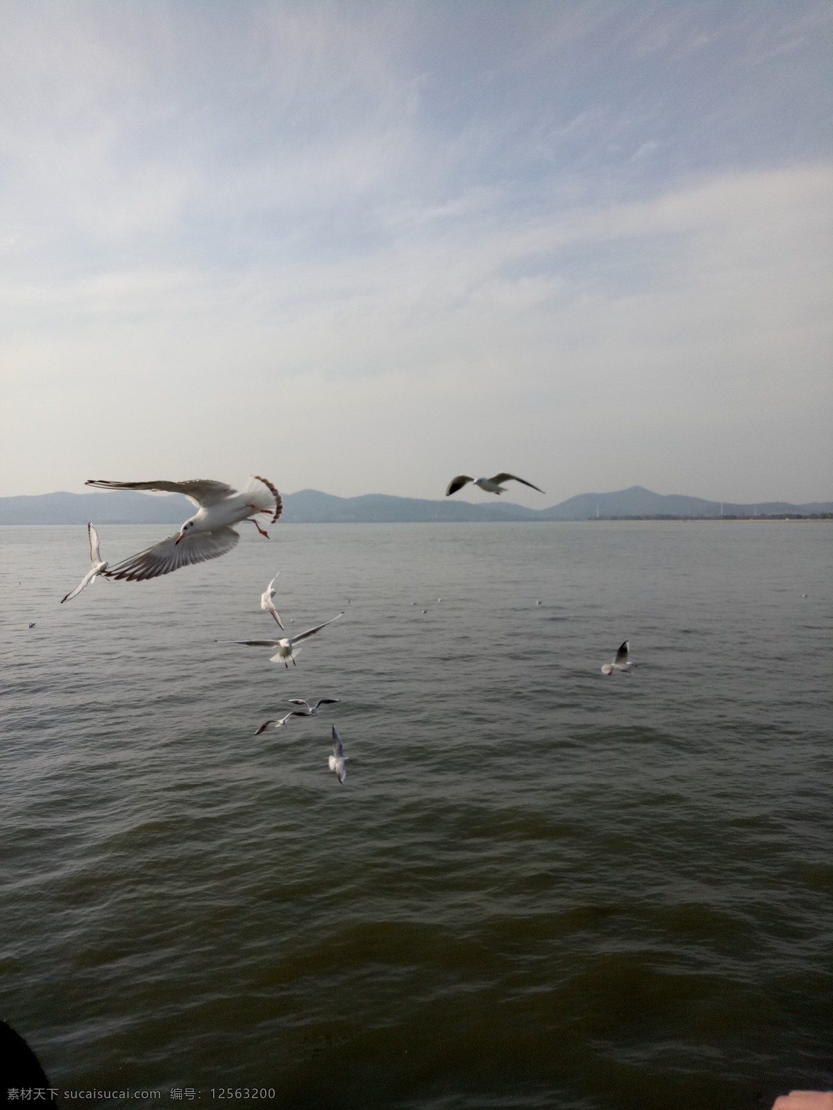 山水风景 海鸥 鼋头渚风景 鼋头渚 自然风景 园林风景 无锡山水 无锡风景 自然景观