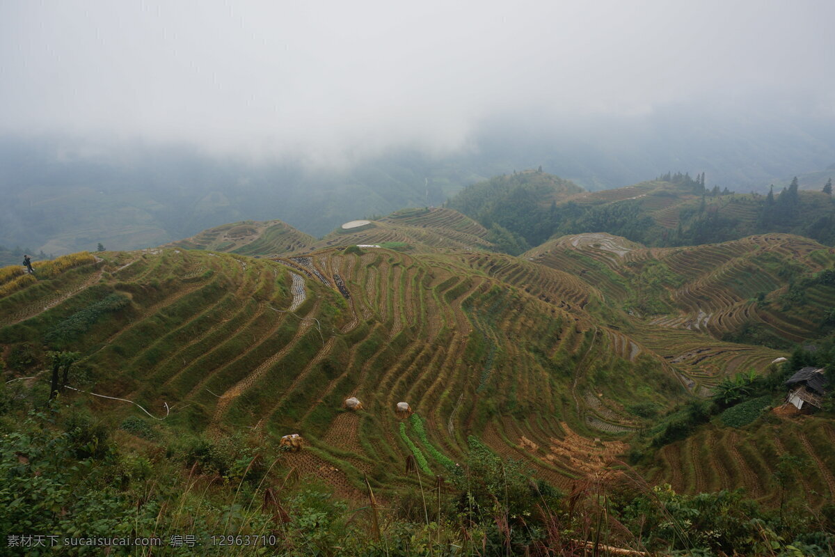 梯田 龙脊梯田 云雾 植被 广西 远山 自然风景 旅游摄影