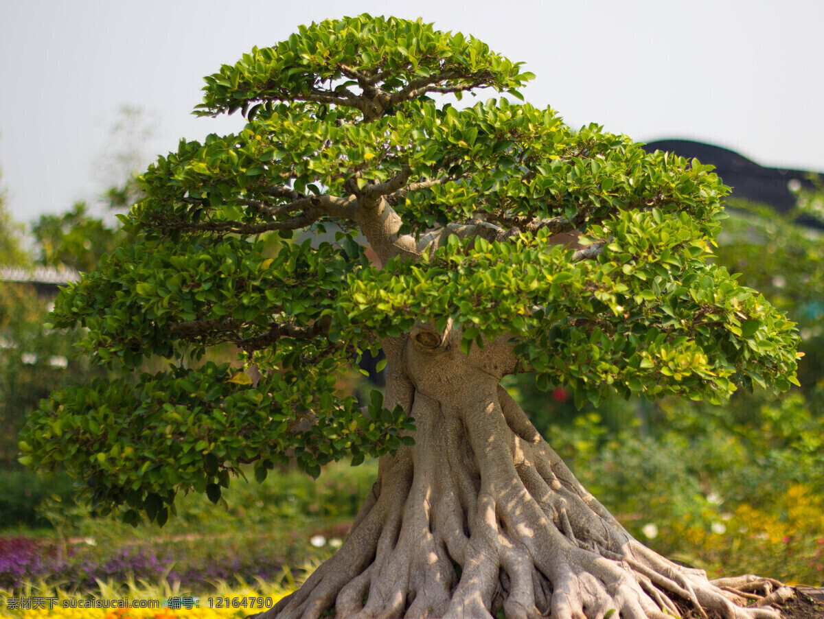 树根 盆栽 嫩绿 叶子 绿叶 树木 松树 盆景 植物盆栽 植物 花草树木 生物世界