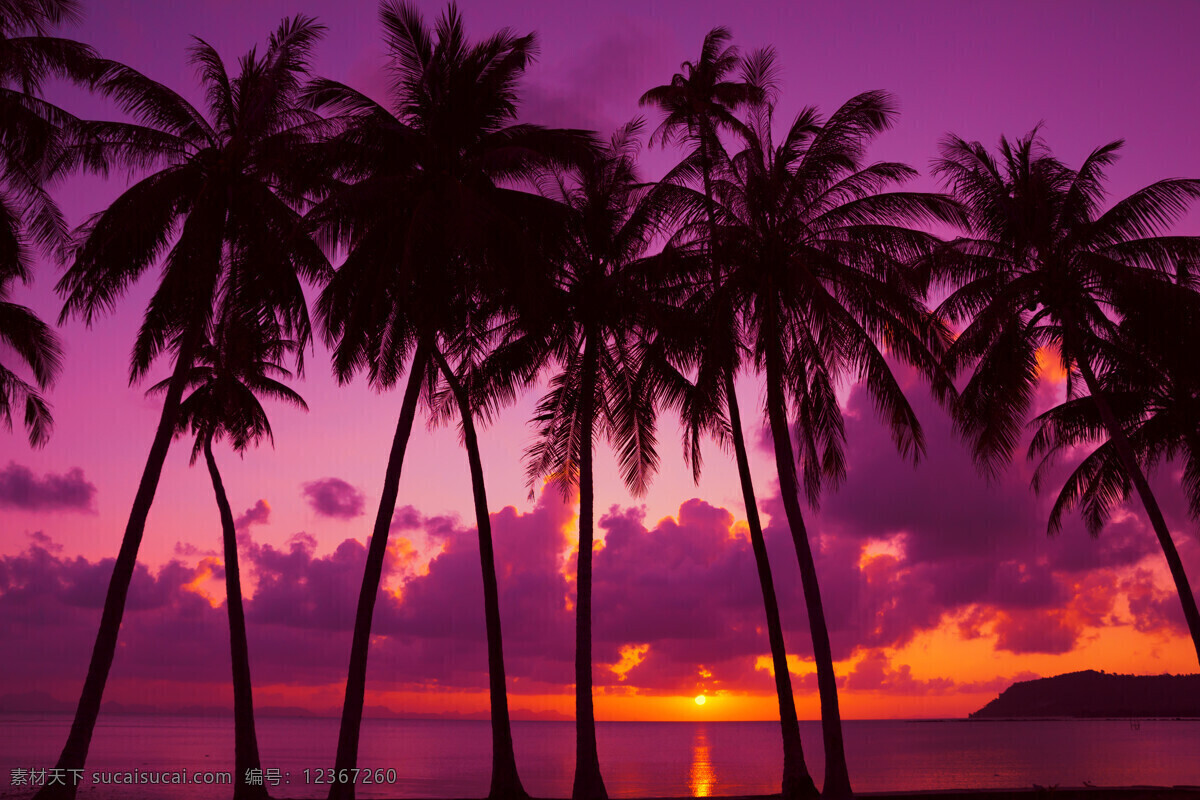 排 美丽 椰子树 晚霞 霞光 日落 大海 海浪 沙滩 自然风光 海洋海边 大海图片 风景图片