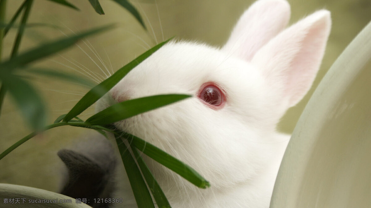 兔子免费下载 特写 兔子 桌面 吃草 背景图片
