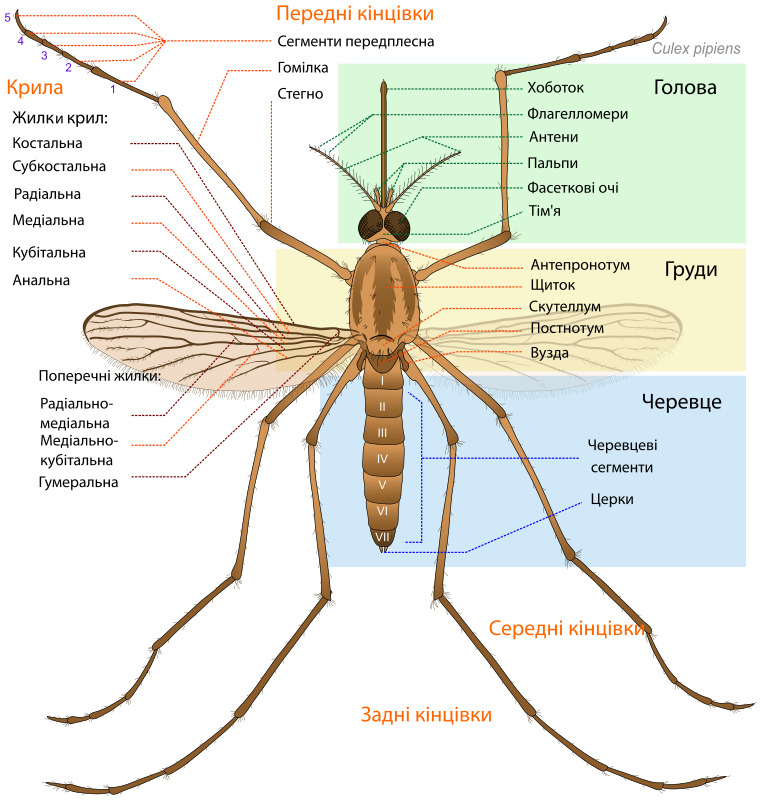 蚊子 部分 ua 动物 乌克兰 解剖 插画集