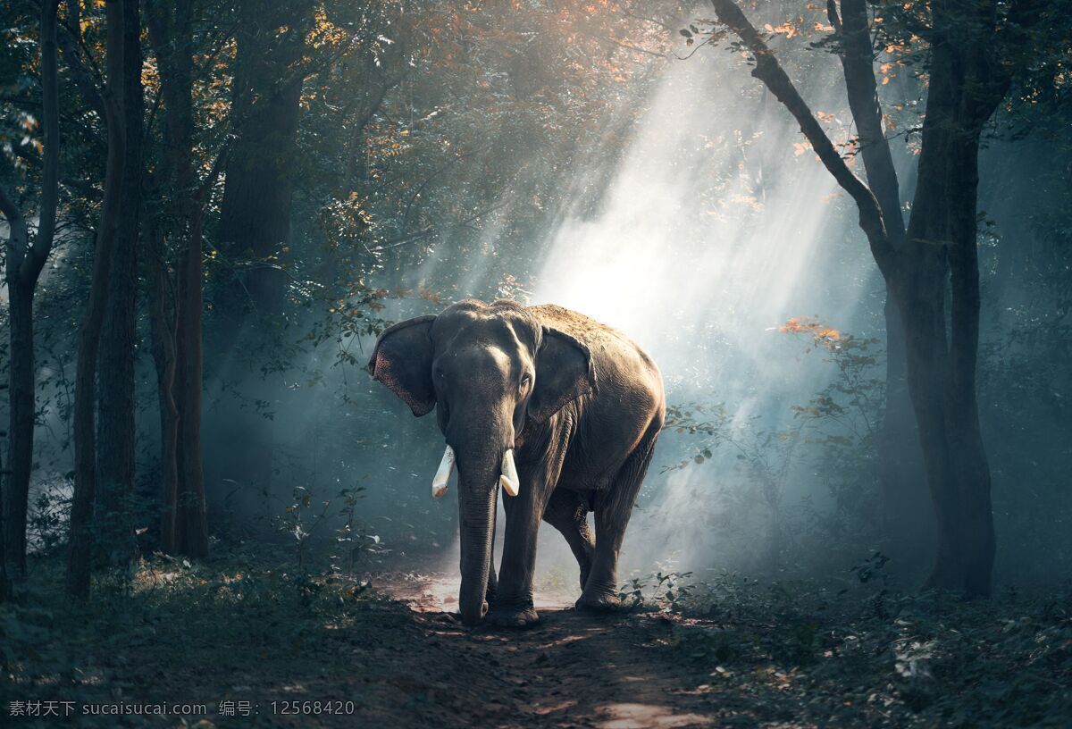 森林大象 森林 阳光 大象 树林 动物 背景 壁纸 生物世界 野生动物